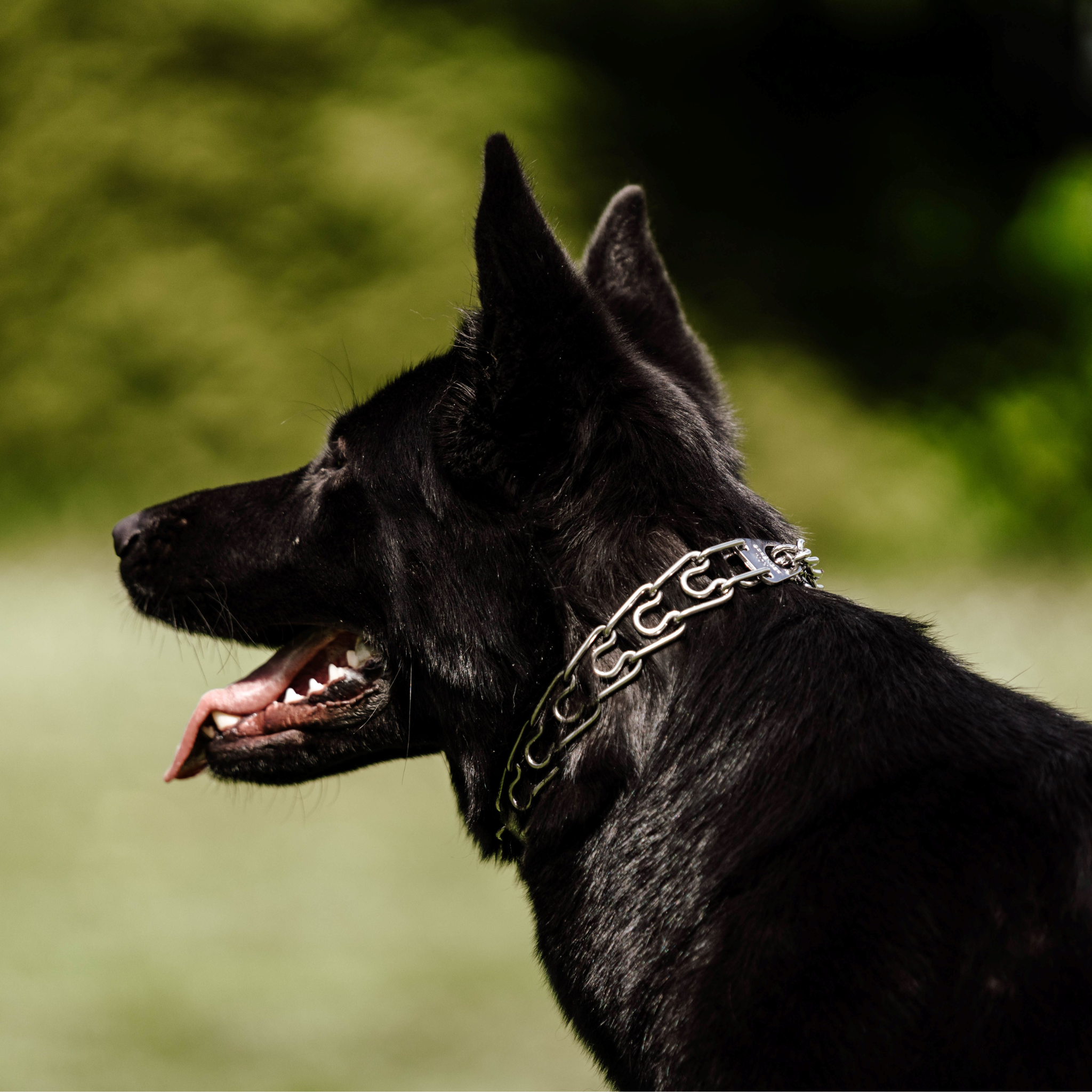 ULTRA-PLUS Training Collar with Center-Plate, Assembly Chain, 2 rings (Stainless Steel) 3.0 mm Short Version