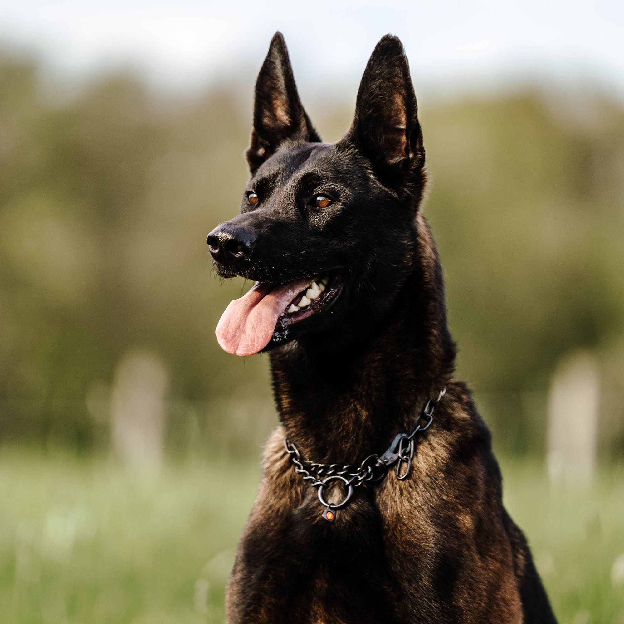 Adjustable Medium Link Chain Collar - Stainless Steel Black, 3.0mm Wire Gauge