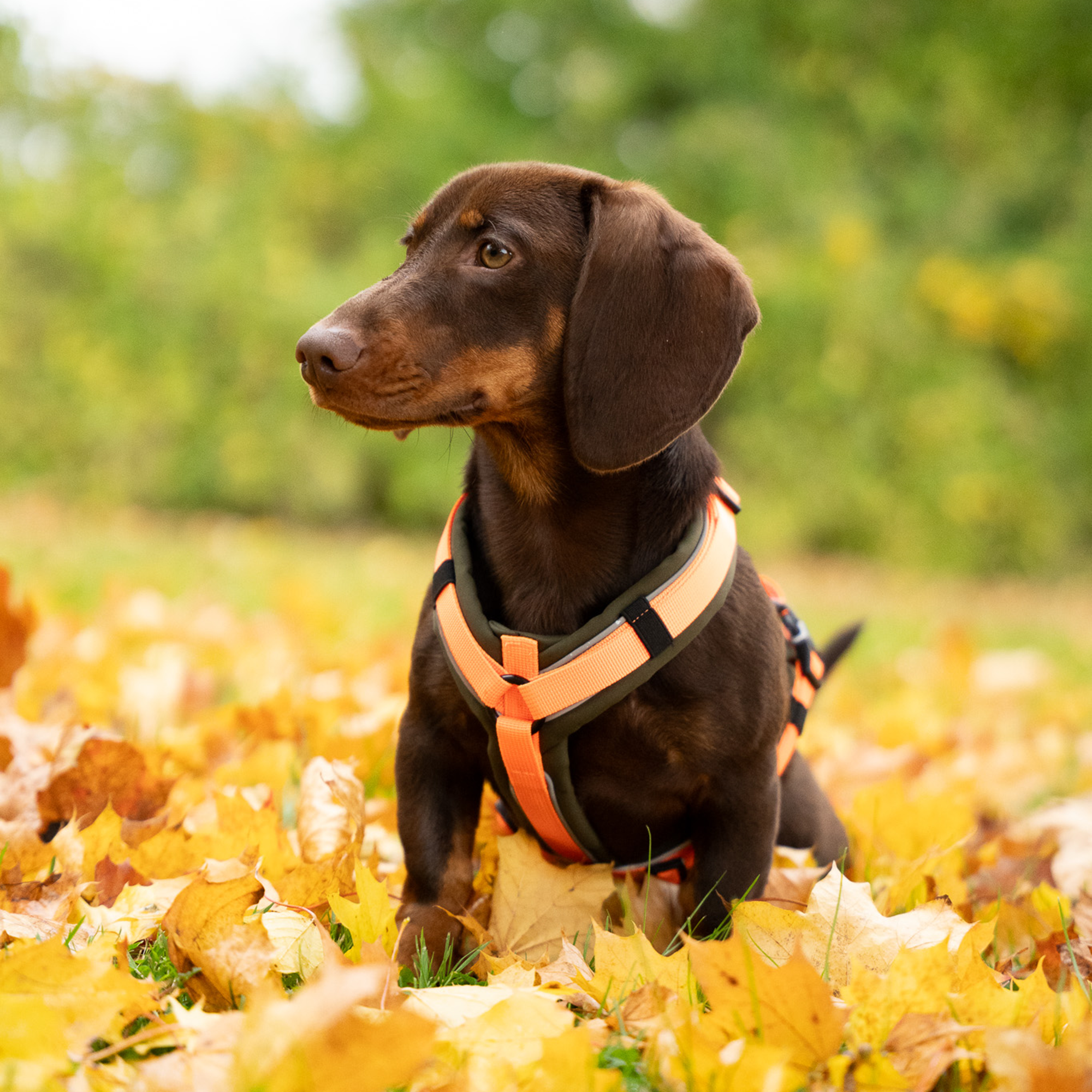 Dog Harness Y-Harness 2.0