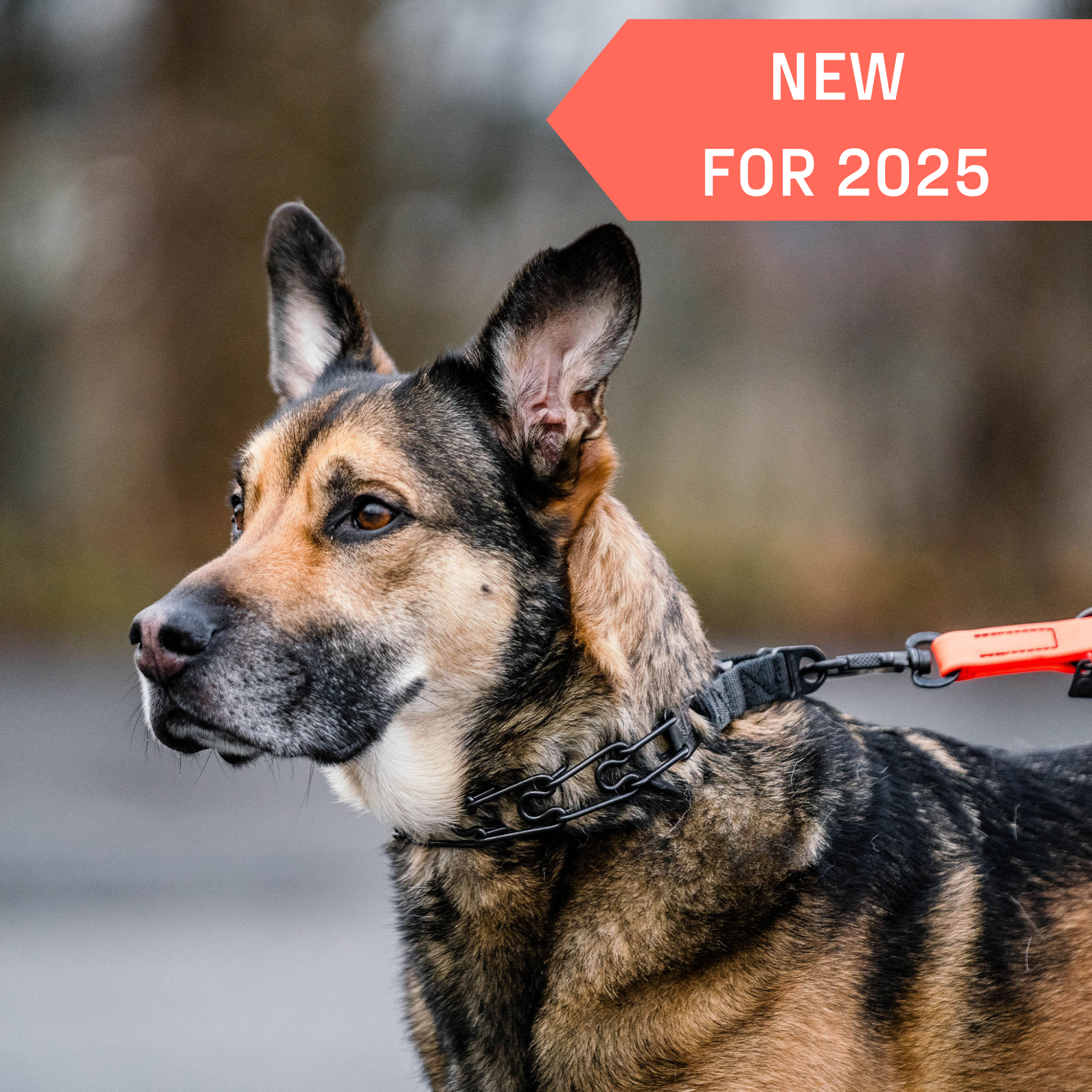 ULTRA-PLUS Training Prong Collar with Center-Plate & Spyder Buckle - Stainless Steel Black