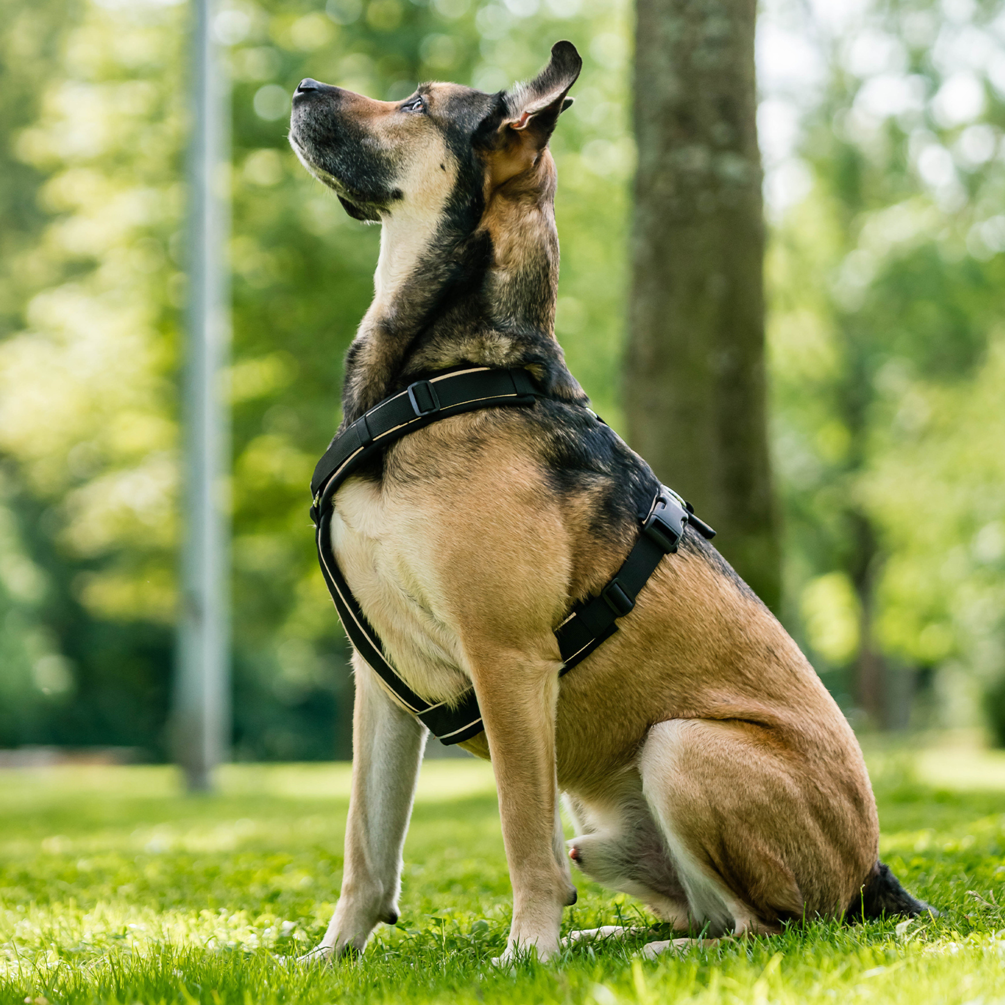 Dog Harness Y-Harness 2.0
