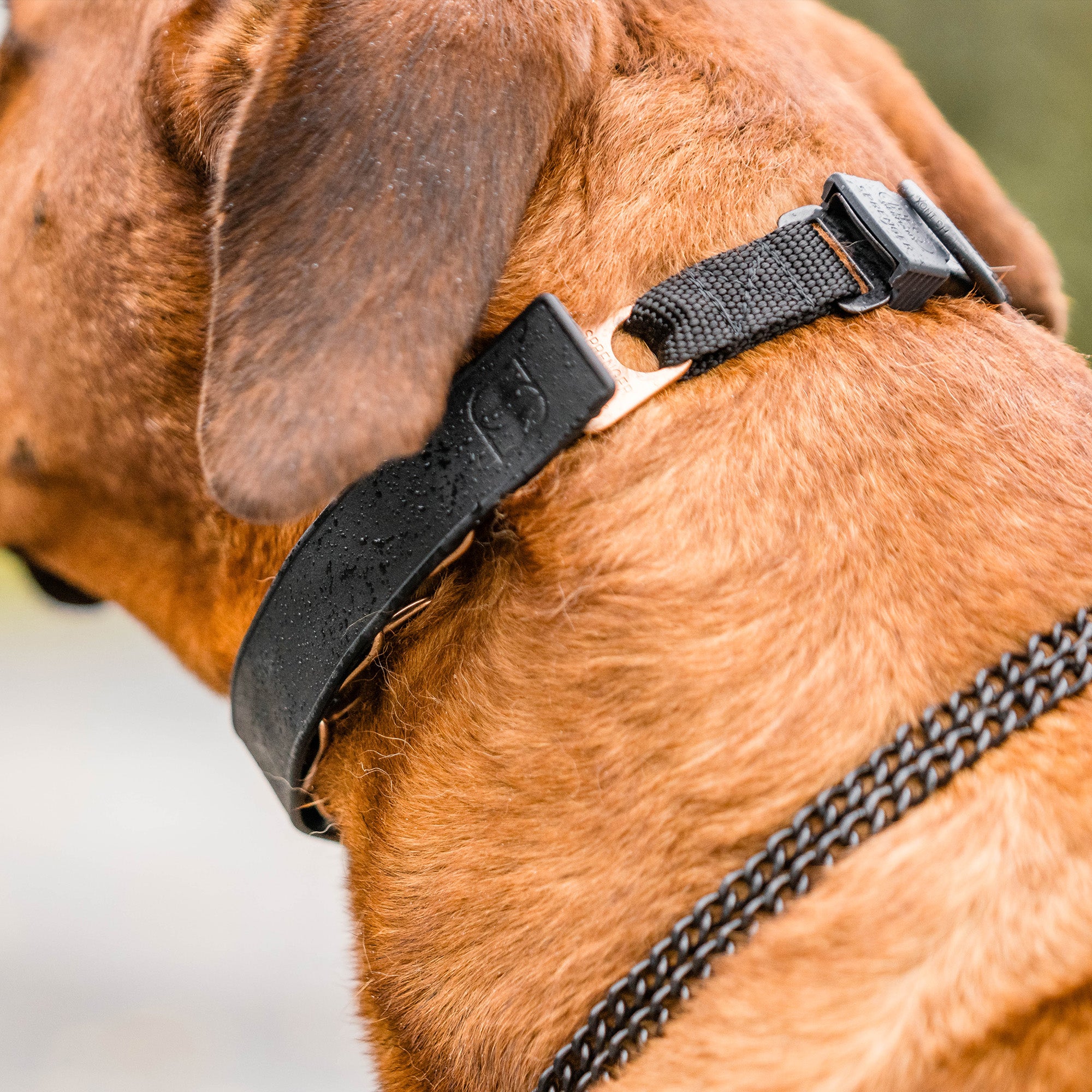 FLEXCOVER Cover for Prong Collar