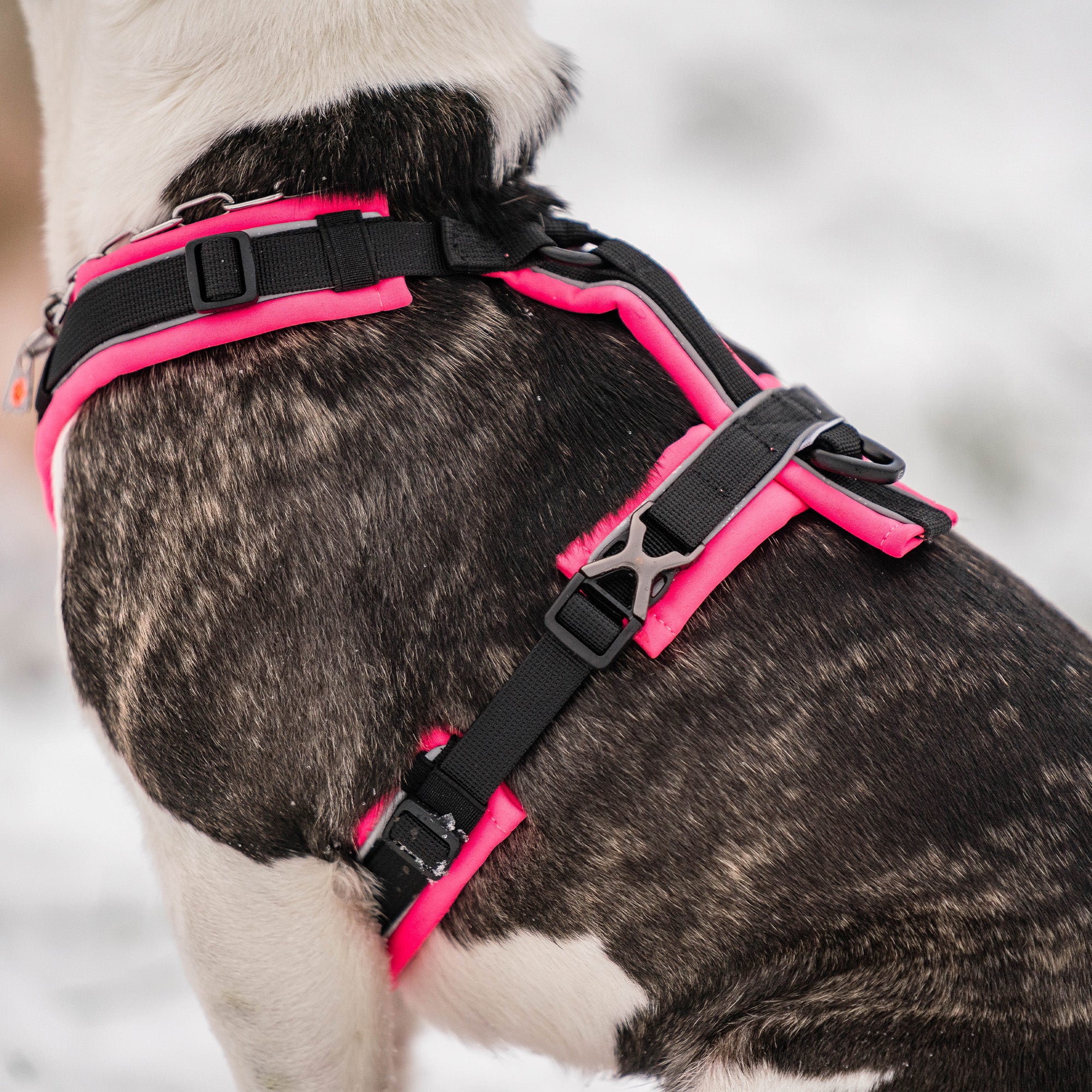 Dog Harness Y-Harness 2.0