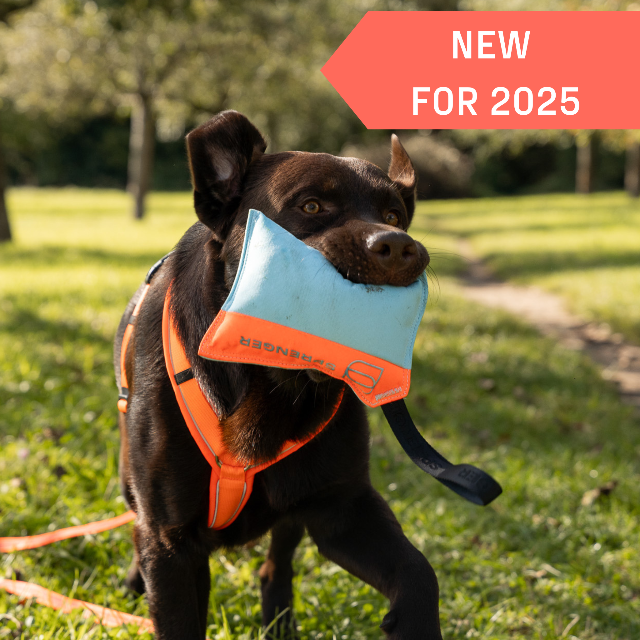 chocolate labrador retriever dog with blue and orange pillow dog toy in mouth wearing orange harness with grass in background