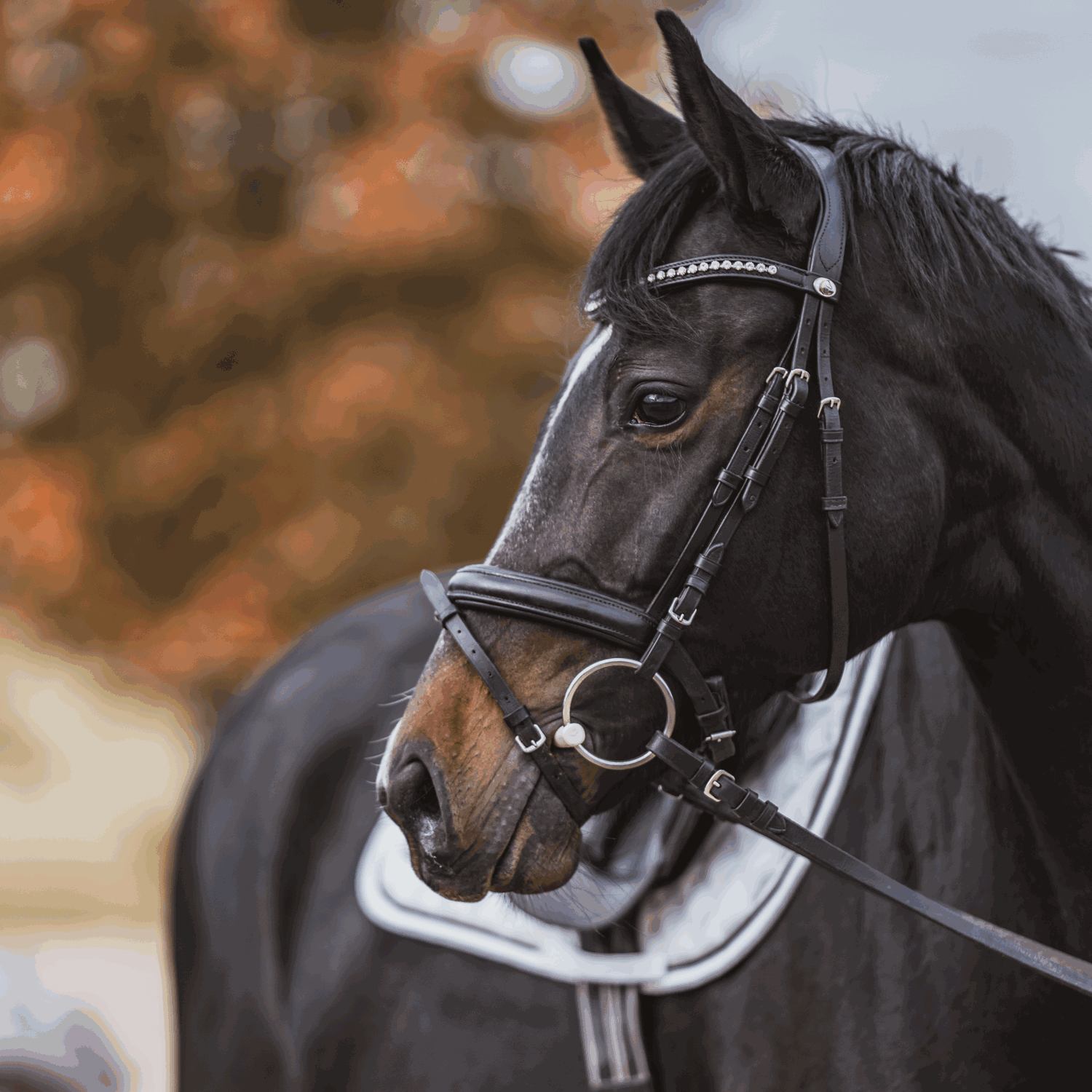 equine equestrian horse bit spurs stirrups herm sprenger faq