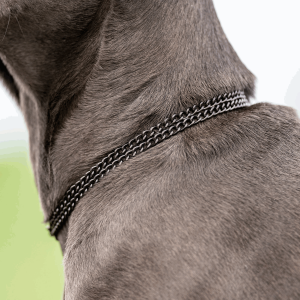 chain dog collar herm sprenger