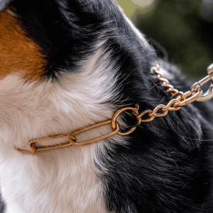 curogan chain dog collar