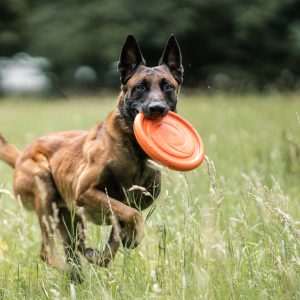 fun frisbee dog toy