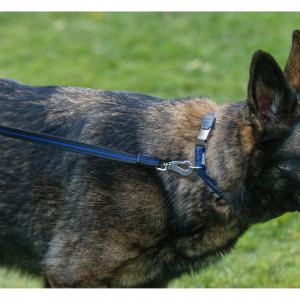 6ft dog leash blueline